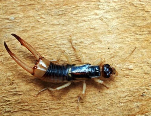 Earwigs