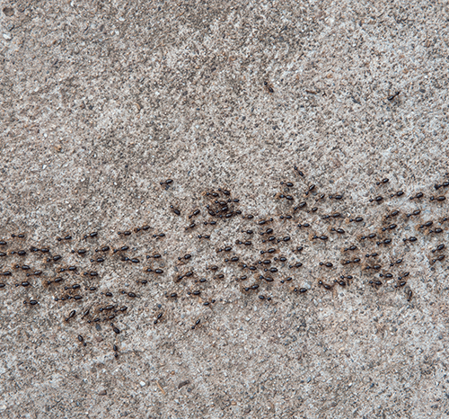 Ants