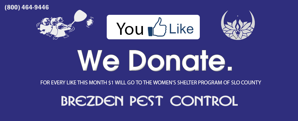 Help Raise Awareness For Women’s Shelter Program Of Slo County