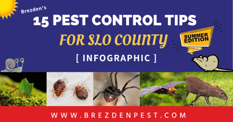 15 Pest Control Tips For San Luis Obispo County: Summer Season