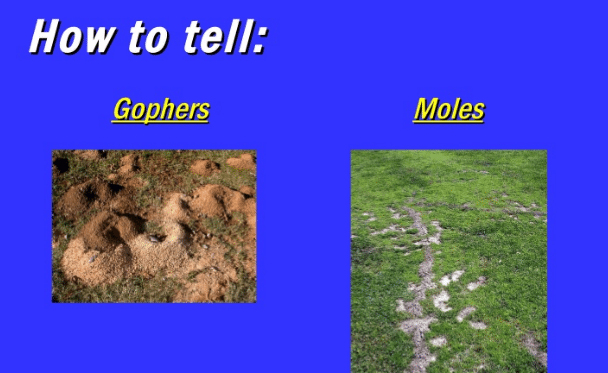 What Do Mole And Gopher Holes Look Like - A Pictures Of Hole 2018