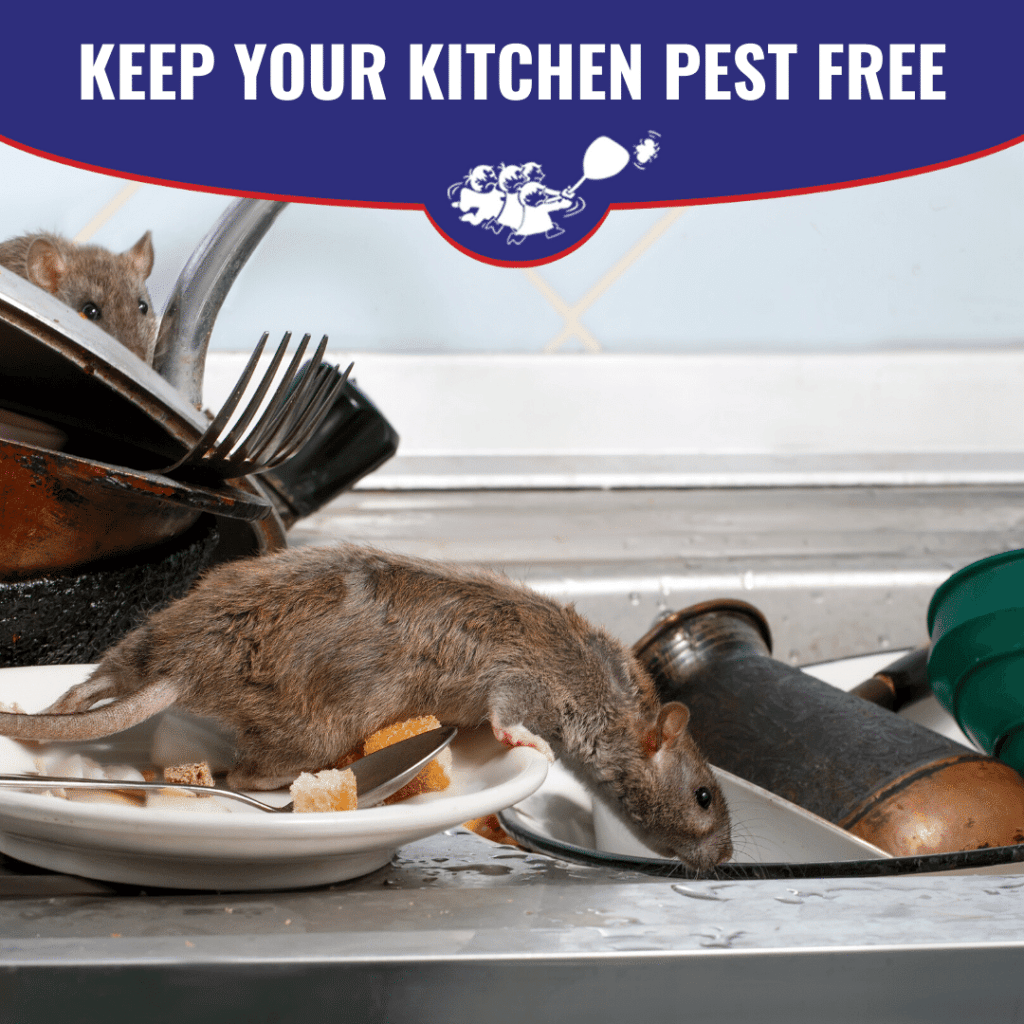 Keep your kitchen pest free!