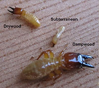 Slo County’s Most Wanted: 3 Types Of Termites