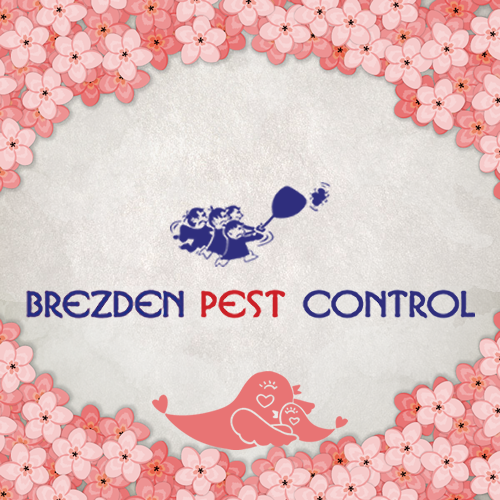 Brezden Pest Control Provides Earwig Control Insights For Mother’s Day