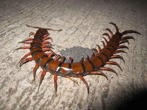 10 Most Painful Insect Bites And Stings | Brezden Pest Control 10 Most Painful Insect Bites And Stings | Brezden Pest Control