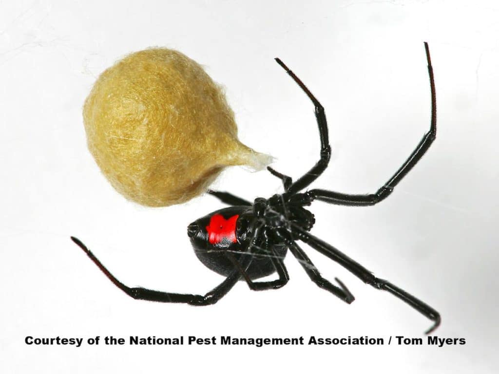 Brezden Pest Control Provides Spider Insights For Easter