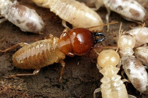 Are Termites Haunting Your Home?