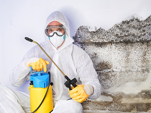 4 Tips For Finding The Best Pest Control Company For Your Home