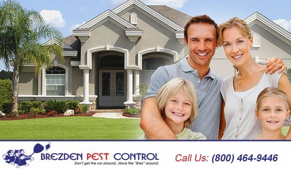 Pest Control Insulation: Safe, Insect-Free Energy Savings!