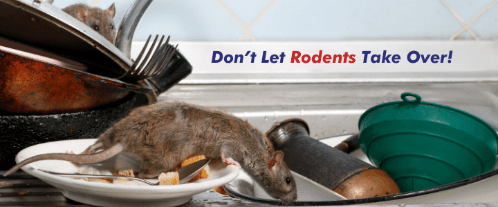 Coronavirus Closures Forcing Rats Into People’s Homes