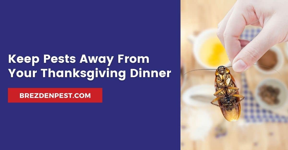 Keep Pests Away From Your Thanksgiving Dinner