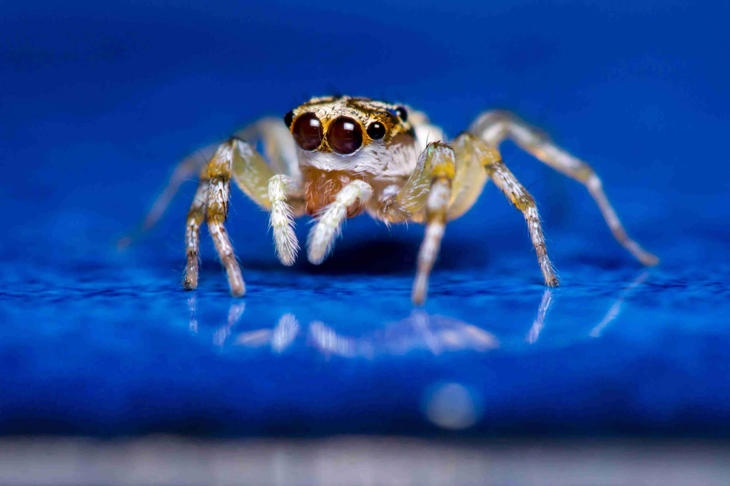 Spider Spotlight: Jumping Spiders - Drive-Bye Pest Exterminators