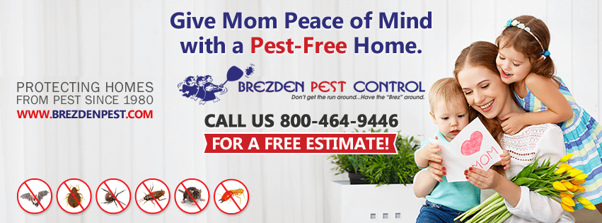 Start The Summer Right With A Pest Control Inspection