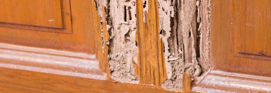 Termite Repairs