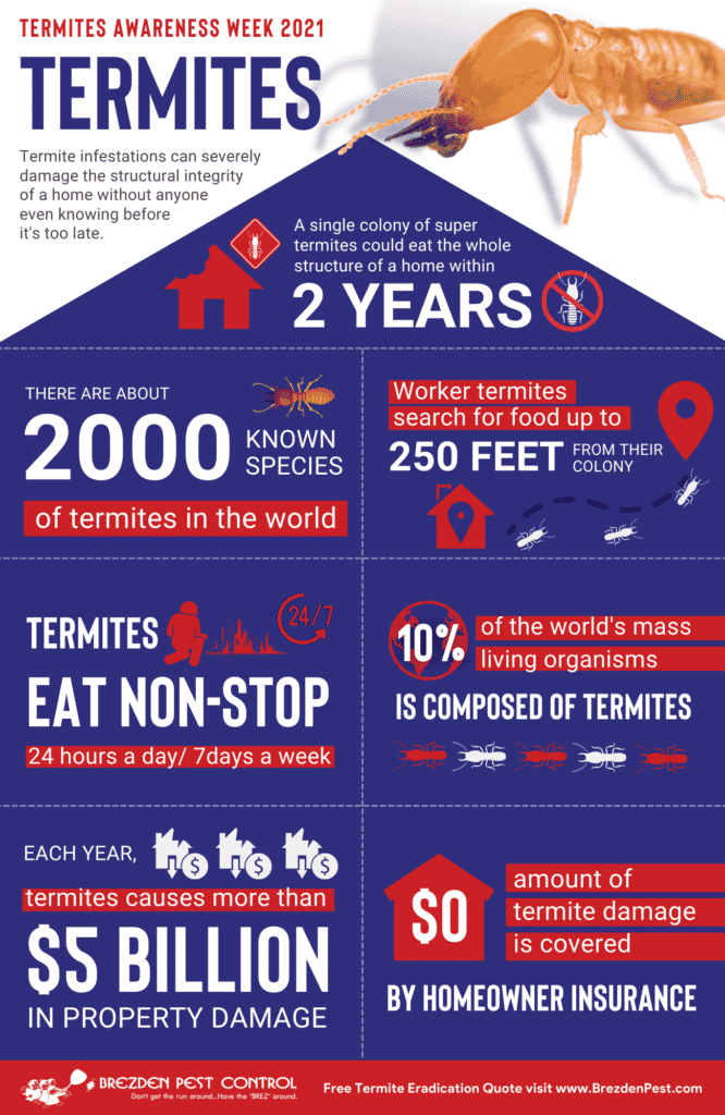Termites Infographic