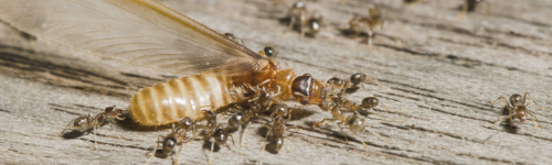 0 Off Slo Termite Treatments During Termite Week