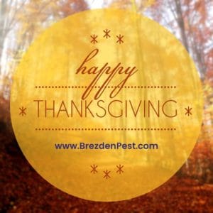 Keep Pests Away From Your Thanksgiving Dinner
