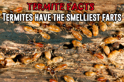Termite Awareness Week March 12-18