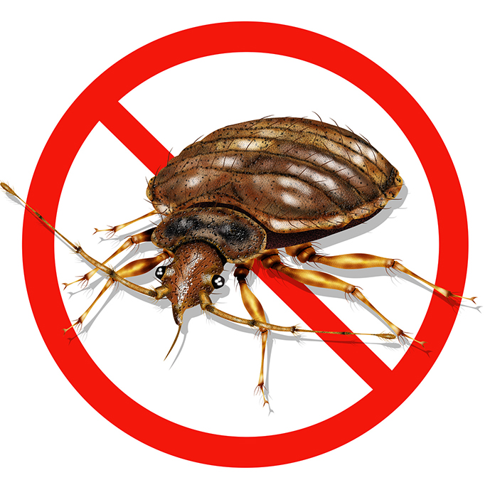 Know The Enemy: Bed Bugs