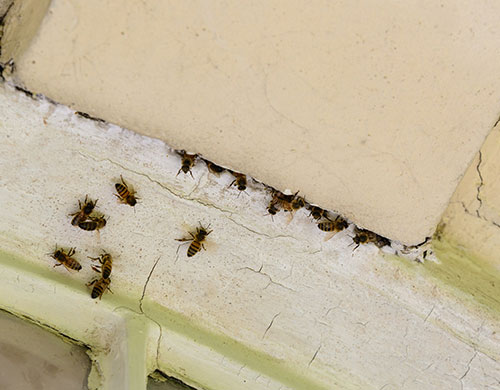 Don’t Let Pests Crash Your Labor Day Party!