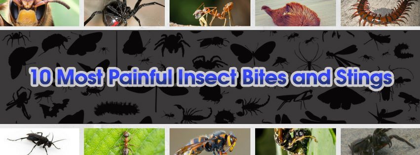 10 Most Painful Insect Bites And Stings