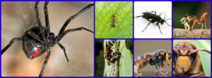 Top 5 Pests To Watch Out For In 2017