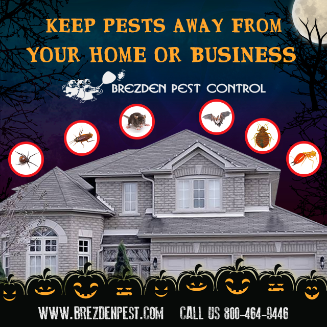 Are Termites Haunting Your Home?