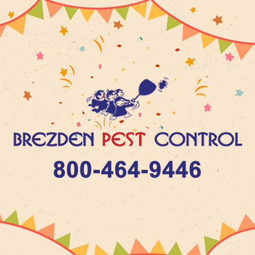 Happy New Year From Brezden Pest Control
