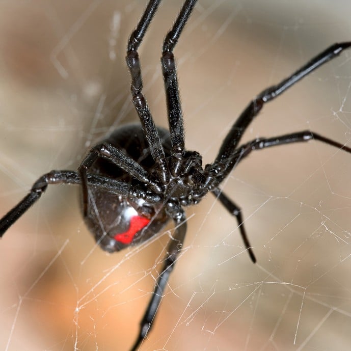 Brown recluse, yellow sac, and black widow spiders all live in Kansas