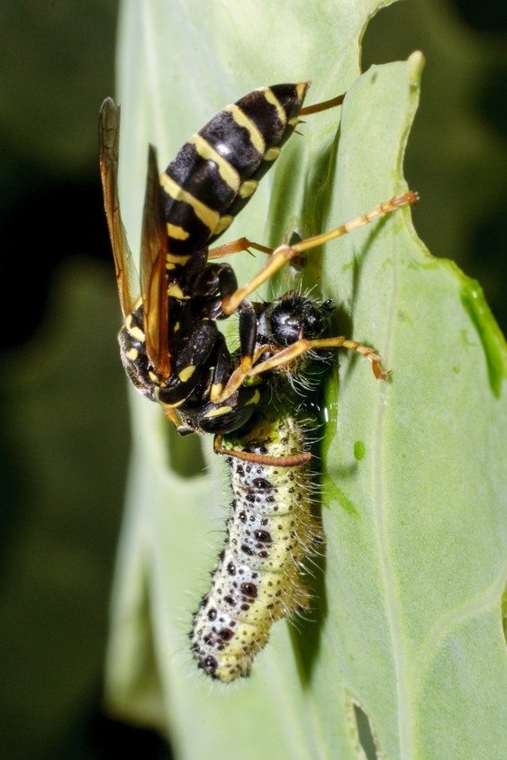 10 Most Painful Insect Bites And Stings