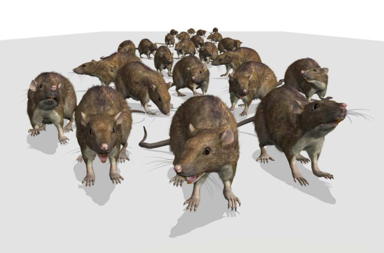 Mice Infestation In Your Home – Now What?
