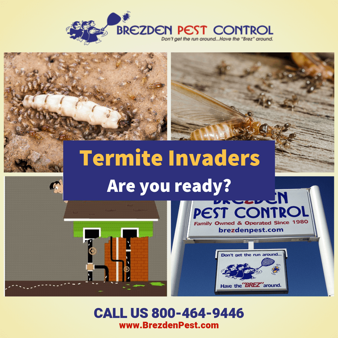 $100 Off Slo Termite Treatments During Termite Week