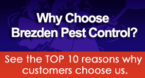 Why Choose Brezden Pest Control?