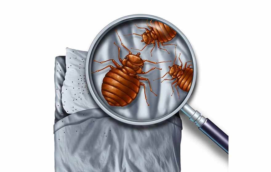 Bed Bugs