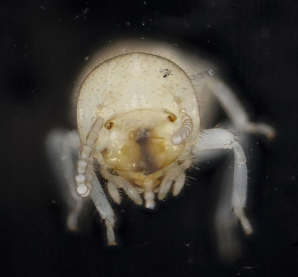 Subterranean Termite Control