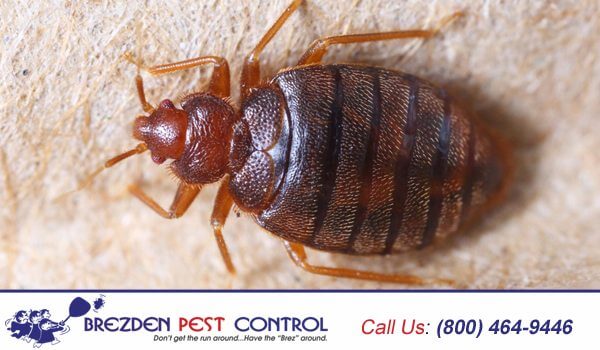 Bed Bug Control