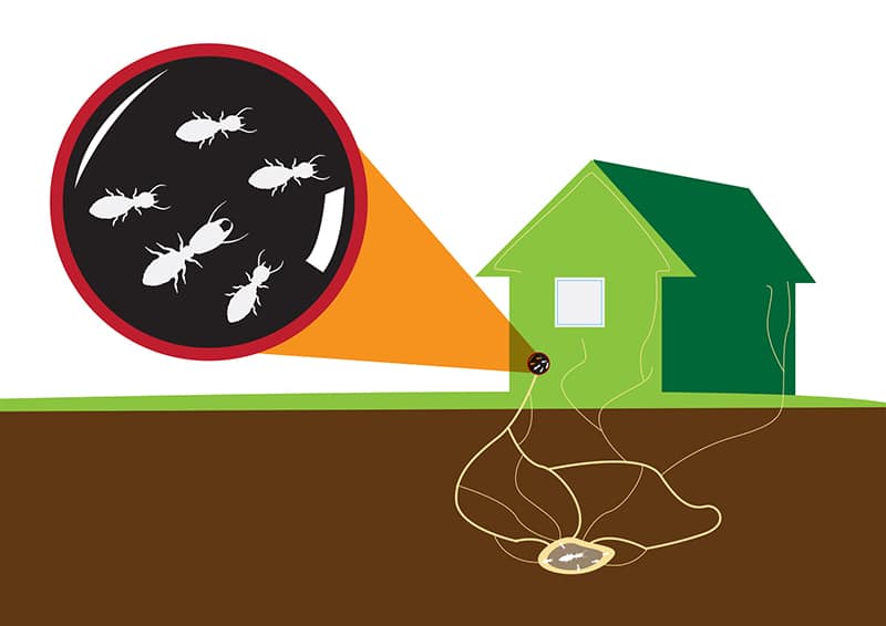 Subterranean Termite Control