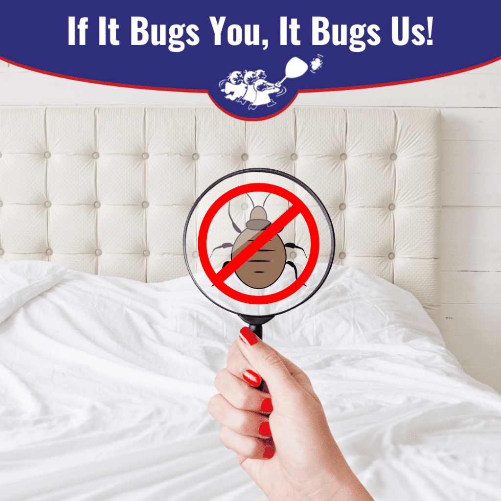 Bed Bug Bites: How To Get Rid Of Bed Bugs [infographic]