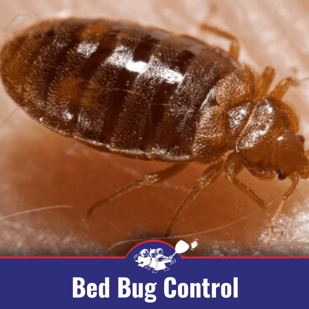 Bed Bug Bites: How To Get Rid Of Bed Bugs [infographic]