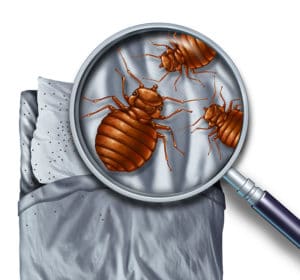 Bed Bug Bites: How To Get Rid Of Bed Bugs [infographic]