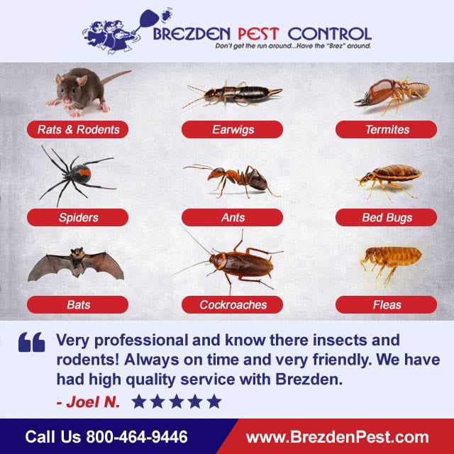 High Quality Pest Control Service