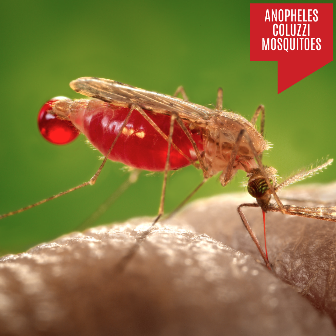 Anopheles Coluzzi Mosquitoes