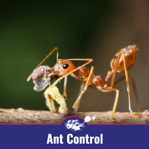 Ant Control