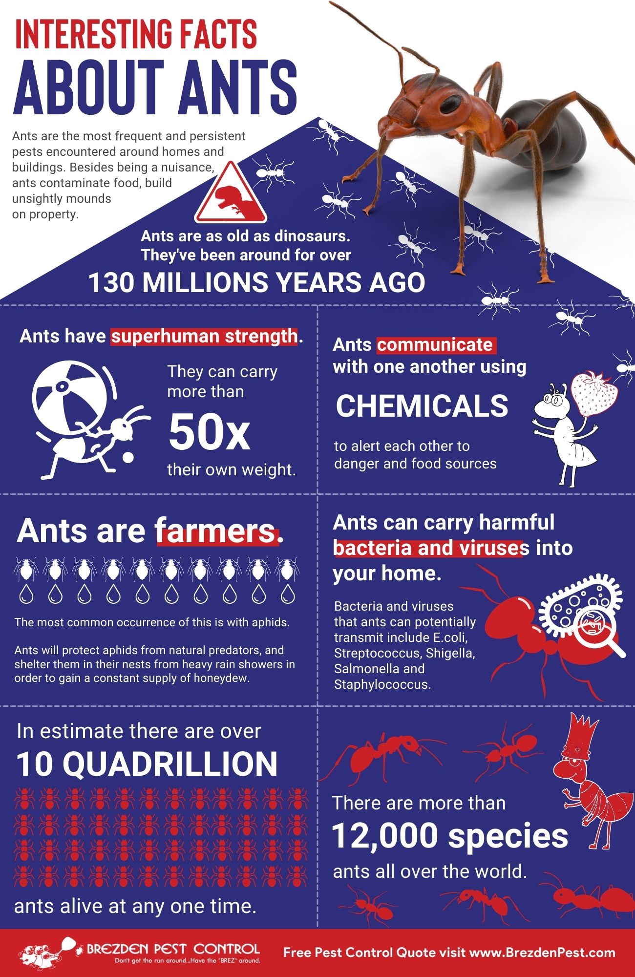 Ants Infographic Brezdenpestcontrol