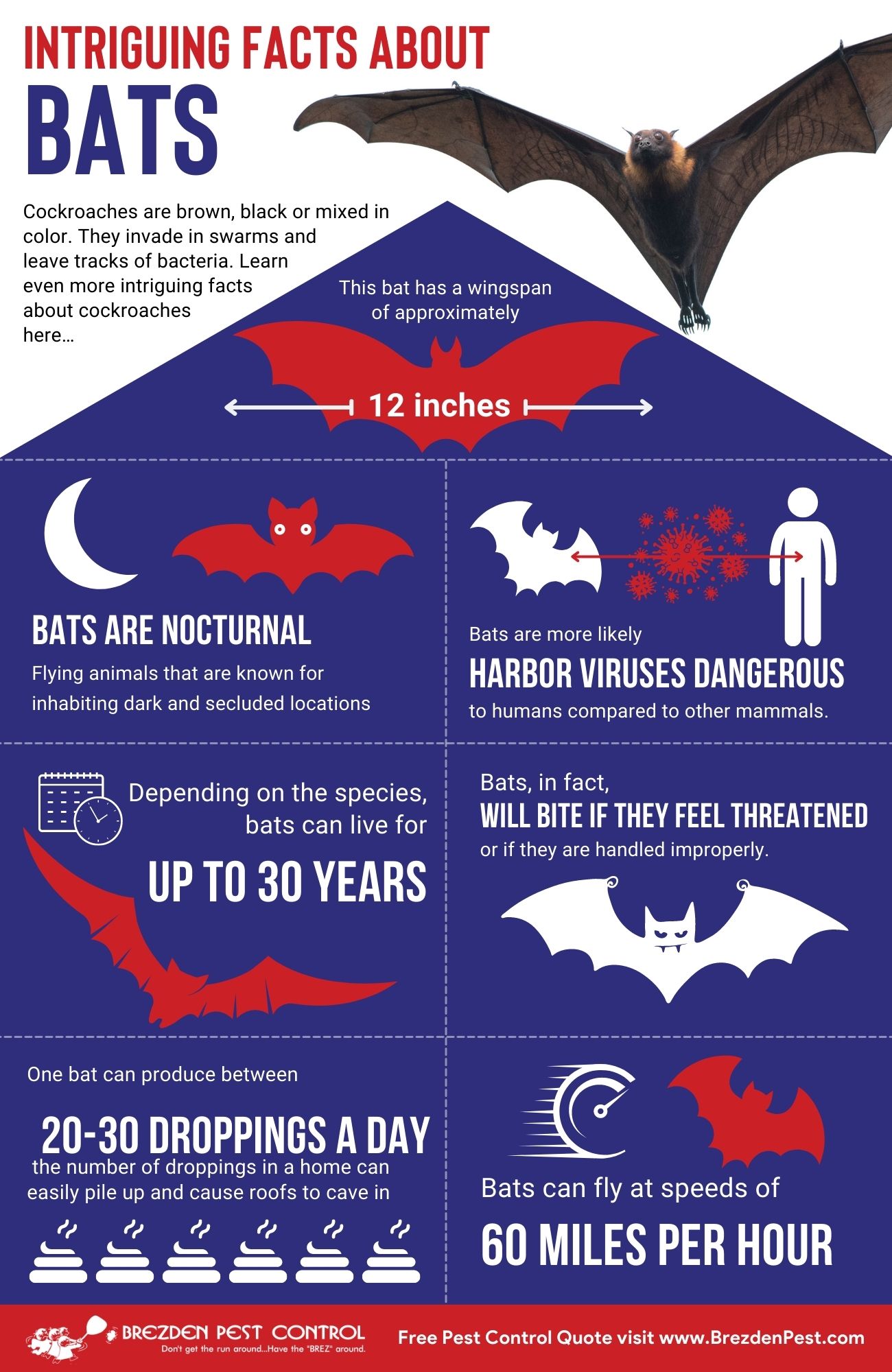 Bats Infographic Brezdenpestcontrol