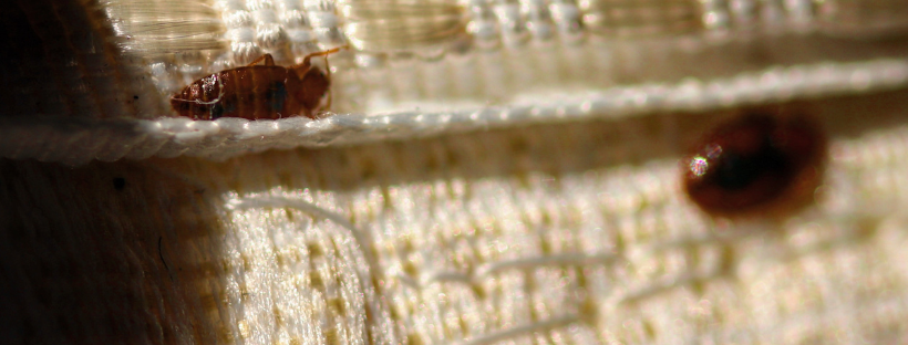 Bed Bug Eradicator Pest Control SLO County Homes