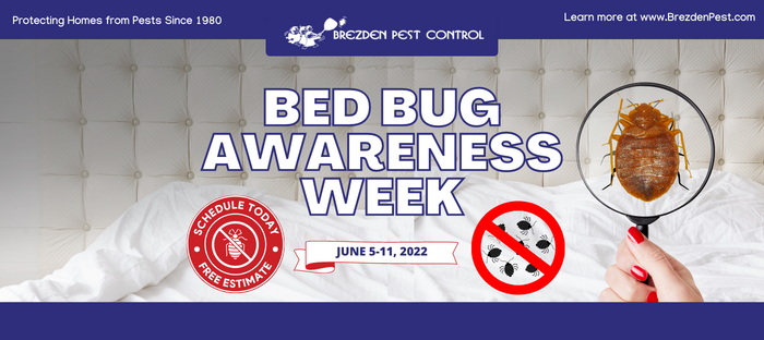 Bed Bugs: Do I Need To Hire An Exterminator?