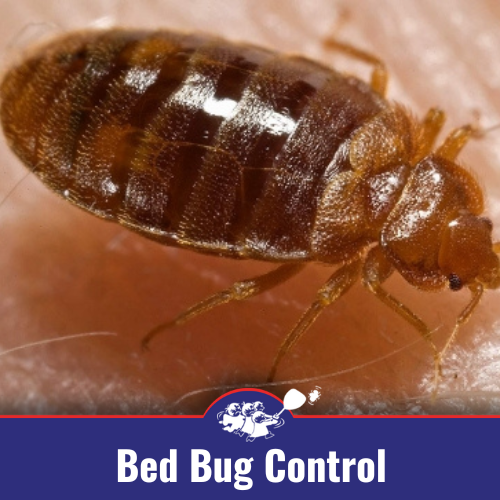 Bed Bug Control