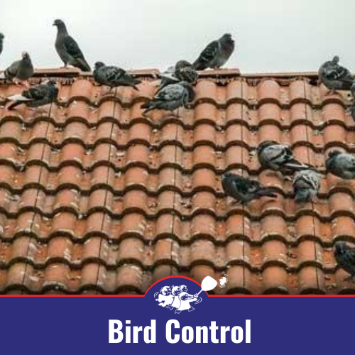 Bird Control