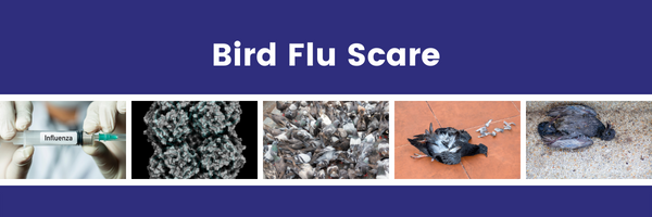 Bird Flu Scare